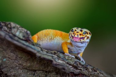 Leopar Gecko tropik bir bahçedeki ağaç dalında.