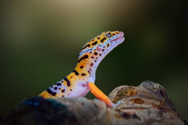 Leopar Gecko tropik bir bahçedeki ağaç dalında.