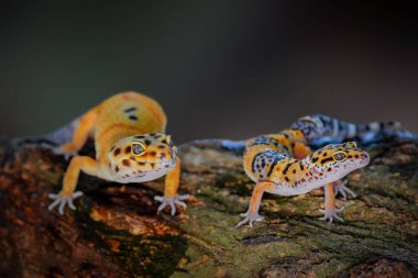 Leopar Gecko tropik bir bahçedeki ağaç dalında.