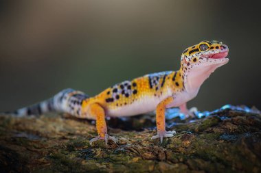 Leopar Gecko tropik bir bahçedeki ağaç dalında.