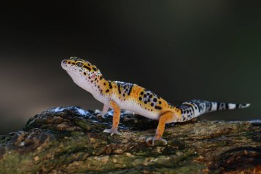 Leopar Gecko tropik bir bahçedeki ağaç dalında.