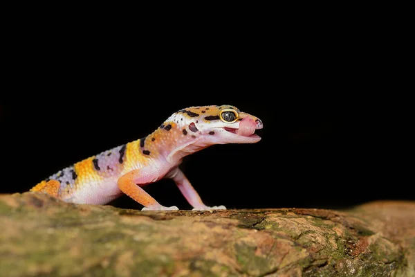 Leopard Gecko Μαύρο Φούρνο Αντανάκλαση Της Λεοπάρδαλης Gecko — Φωτογραφία Αρχείου