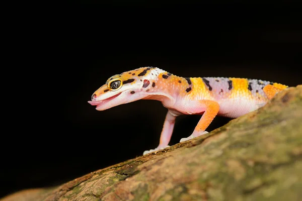 Lampart Gecko Czarnym Piekarni Odbicie Gecko Lampart — Zdjęcie stockowe