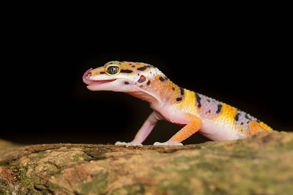 Geco Leopardo Con Suelo Panadería Negro Reflejo Geco Leopardo —  Fotos de Stock