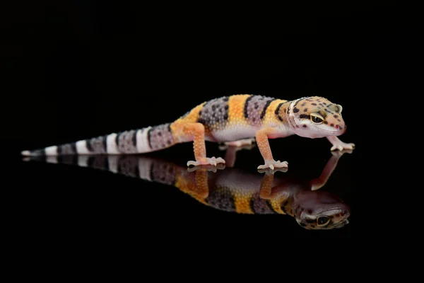 Leopard Gecko Μαύρο Φούρνο Αντανάκλαση Της Λεοπάρδαλης Gecko — Φωτογραφία Αρχείου