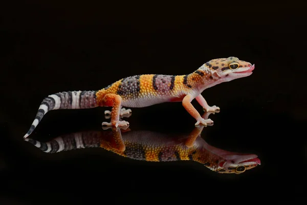 Gecko Leopardo Com Terreno Padaria Preto Reflexo Leopardo Gecko — Fotografia de Stock