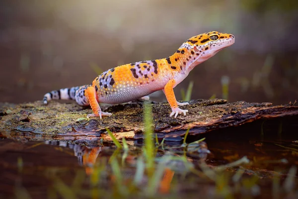 Gecko Leopardo Ramo Árvore Lago — Fotografia de Stock