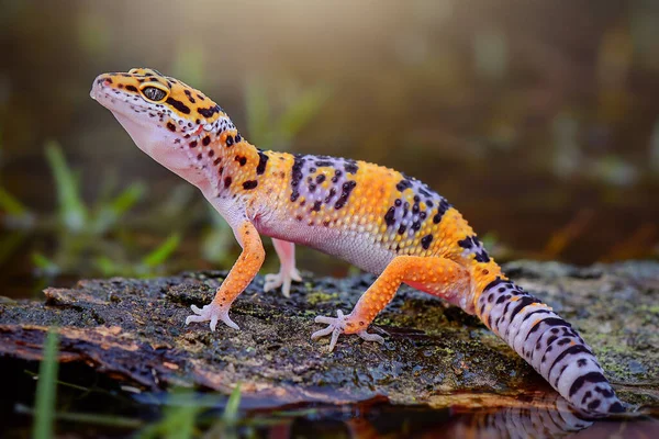 Leopar kertenkelesi gölde bir ağaç dalında 
