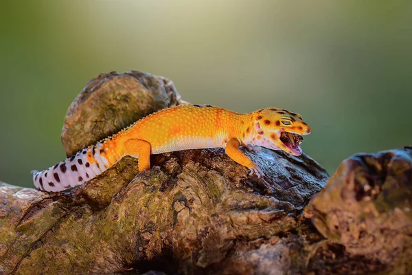 Leopardo Gecko Está Galho Árvore Jardim Tropical — Fotografia de Stock