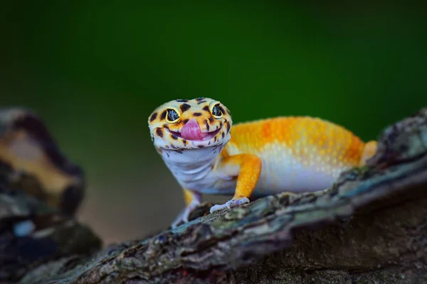 Leopárd Gecko Egy Faágon Van Egy Trópusi Kertben — Stock Fotó
