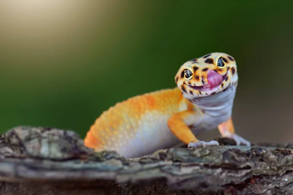 Leopard Gecko Sitzt Auf Einem Ast Einem Tropischen Garten — Stockfoto