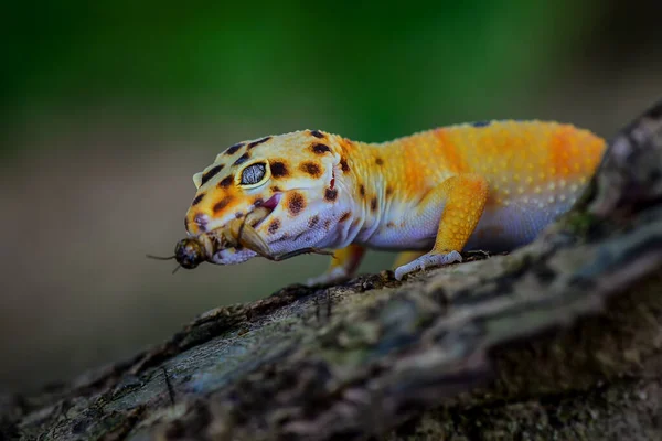 Leopar Gecko tropik bir bahçedeki ağaç dalında.