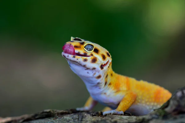 Leopárd Gecko Egy Faágon Van Egy Trópusi Kertben — Stock Fotó