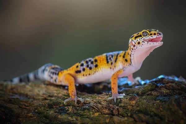 Leopardo Gecko Está Una Rama Árbol Jardín Tropical — Foto de Stock