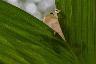 Tropikal bahçede dalların üzerindeki bodur kurbağa ağacı makro fotoğraf çekimi kullanıyor.