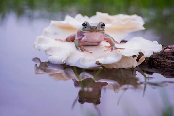 Dumpy Frog Tree Branch Lake Tropical — Stock Photo, Image