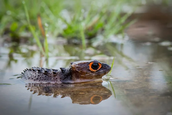 Krokodilskink Tropischen See — Stockfoto