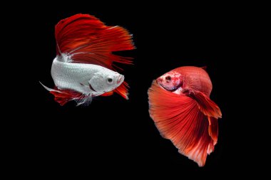 Siyah arka planda dövüşen balıklar, yarım ay siyah arkaplanlı betta balıkları.