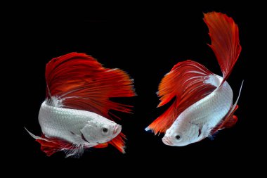 Siyah arka planda dövüşen balıklar, yarım ay siyah arkaplanlı betta balıkları.