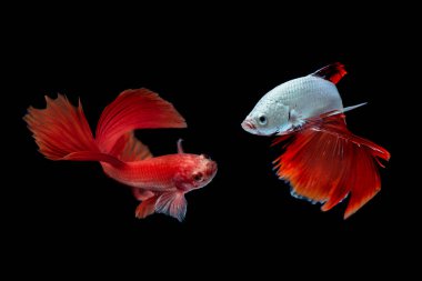 Siyah arka planda dövüşen balıklar, yarım ay siyah arkaplanlı betta balıkları.