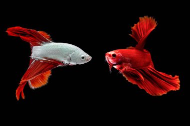 Siyah arka planda dövüşen balıklar, yarım ay siyah arkaplanlı betta balıkları.