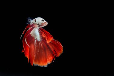 Siyah arka planda dövüşen balıklar, yarım ay siyah arkaplanlı betta balıkları.