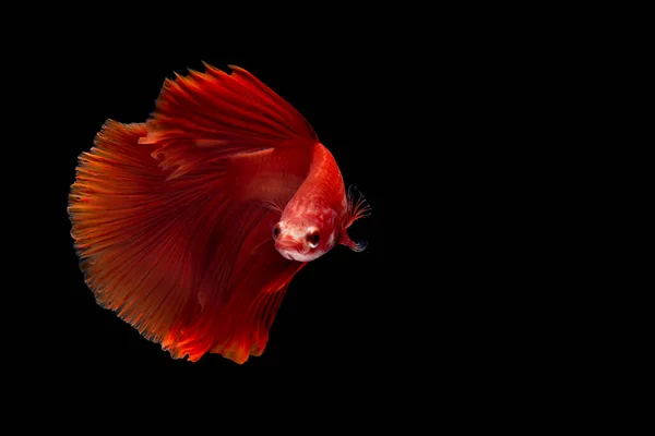 바탕을 물고기와 싸움을 벌이는 배경을 물고기 — 스톡 사진