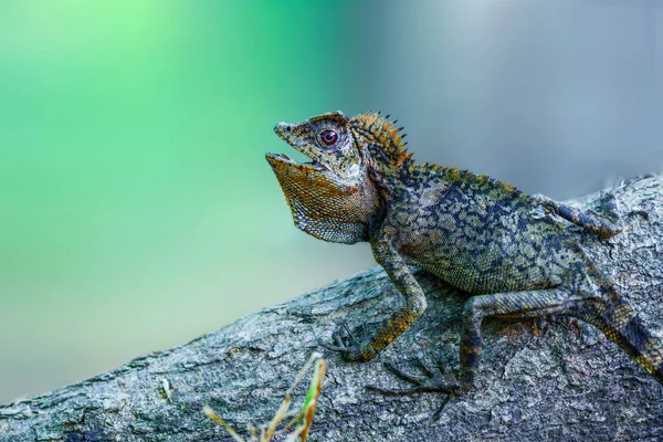 stock image Boyd's forest dragon is a species of arboreal agamid lizard found in rainforests and their margins in the Wet Tropics region of northern Queensland, Australia.