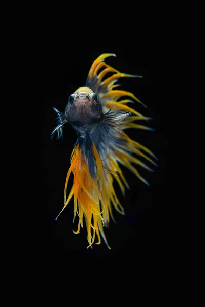 Сиамская Боевая Рыба Betta Splendens Известная Пчела Является Популярной Рыбой — стоковое фото
