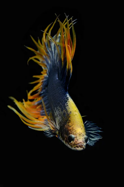 Siamese  fighting fish  on black bacground,, The Siamese fighting fish (Betta splendens), also known as the betta, is a popular fish in the aquarium trade. Bettas are a member of the gourami family and are known to be highly territorial.