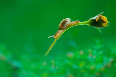  Tropikal bahçede çiçek salyangozları 