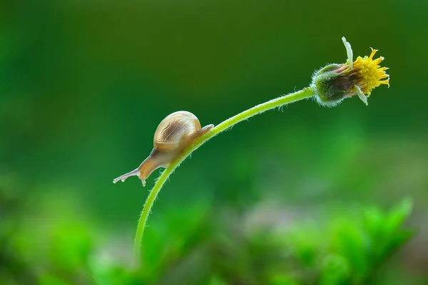 热带花园里美丽的蜗牛在花朵上飞舞 — 图库照片