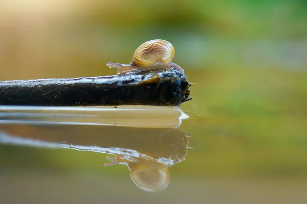Beauty snail crossing on water in tropical garden