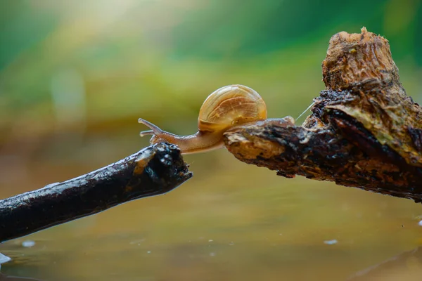 Beauty Snail Crossing Water Tropical Garden — Stock Photo, Image