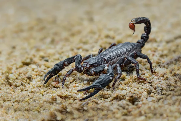 Forêt Scorpion Asiatique Sur Sable Dans Jardin Tropical — Photo