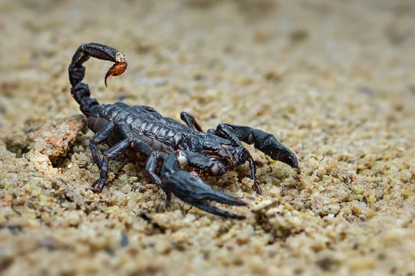 Forêt Scorpion Asiatique Sur Sable Dans Jardin Tropical — Photo