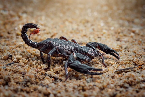 Asian Scorpion forest  on sand in tropical  garden