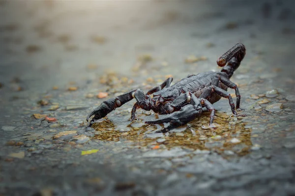 Asiatischer Skorpion Auf Dem Wasser Tropischen Garten — Stockfoto