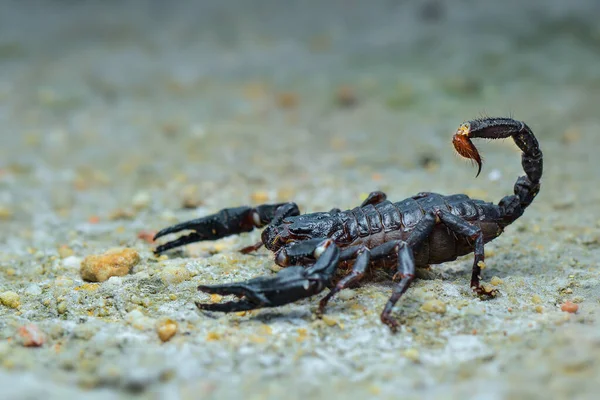 熱帯植物園の砂の上のアジアのサソリの森 — ストック写真