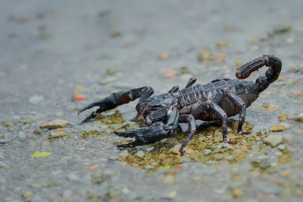 Asiatischer Skorpionwald Auf Sand Tropischen Garten — Stockfoto