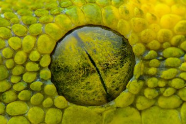 Aşırı yakın plan göz yılanı.  