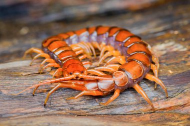 Tropik bir ormandaki kırmızı kırkayağın detaylı fotoğrafları.