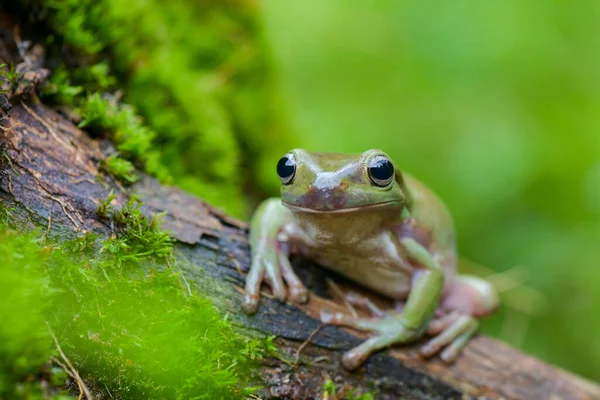 Grenouille Dumpy Sur Branche Dans Jardin Tropical — Photo