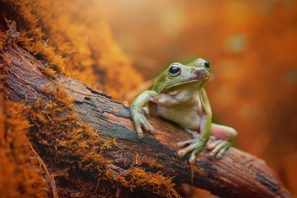 Dumpy Frog Boom Tak Tropische Tuin — Stockfoto