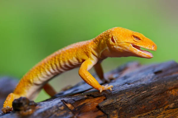 Sunglow Gecko Gałęzi Tropikalnym Ogrodzie — Zdjęcie stockowe