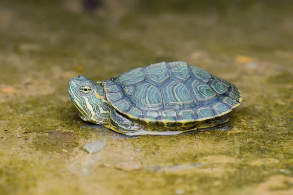 Piccola Tartaruga Acqua Una Foresta Tropicale — Foto Stock