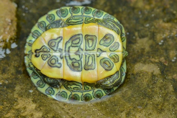 Body Turtle Overturned Tropical Forest — Stock Photo, Image