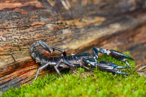 Azjatyckie Skorpiony Las Mech Zrobić Zdjęcie Przy Użyciu Makro Fotografia — Zdjęcie stockowe