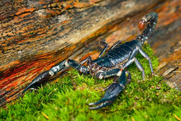 Scorpions Asiatiques Forêt Sur Mousse Prendre Une Photo Aide Macro — Photo