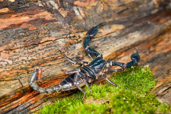 Asiatische Skorpione Wald Auf Moos Fotografieren Mit Makrofotografie Teknique — Stockfoto